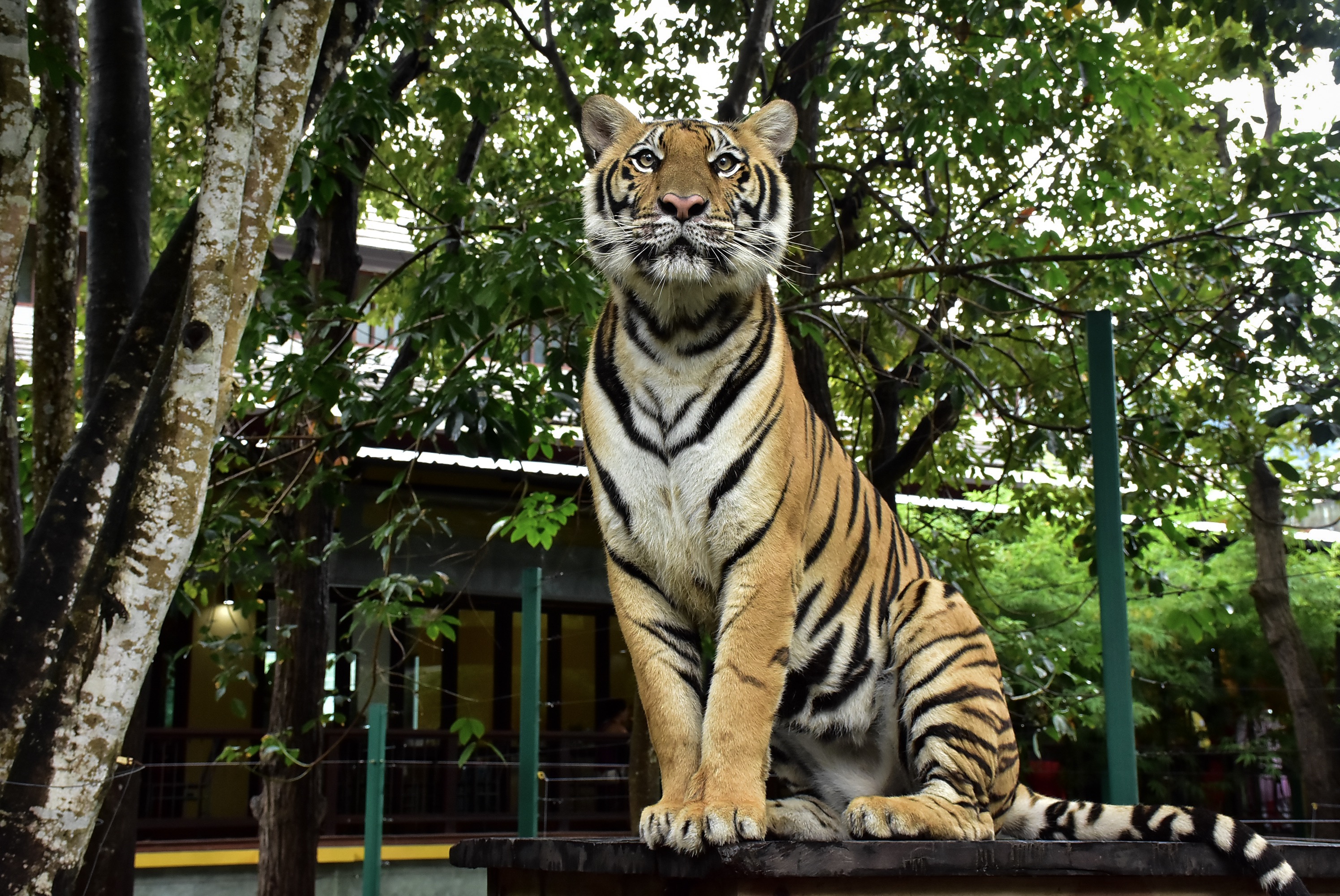 tiger safari phuket